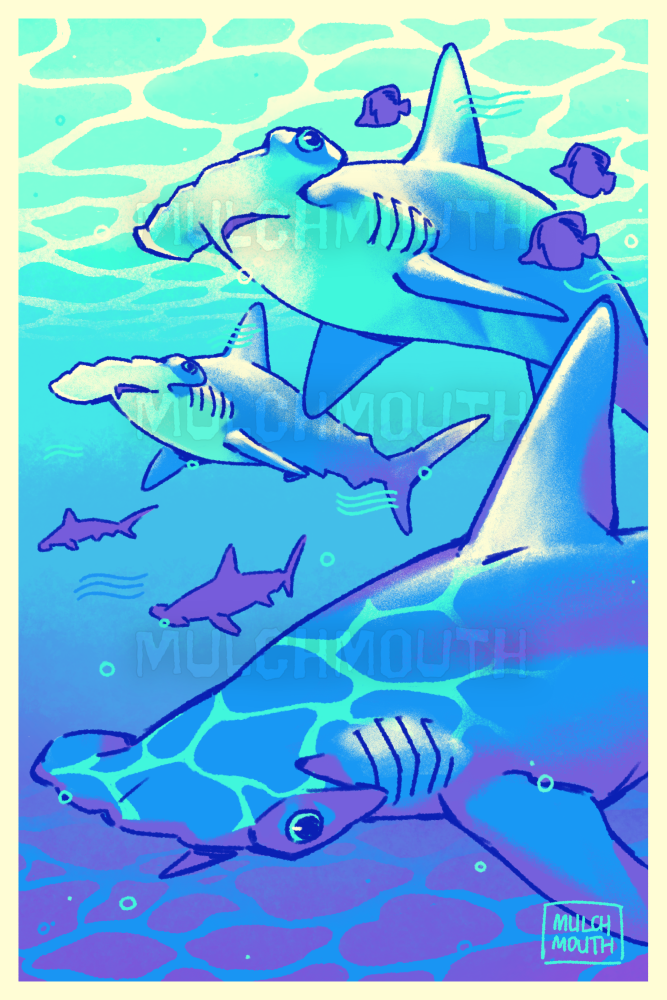Swim On Scalloped Hammerheads